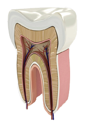 Querschnitt Zahn